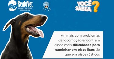 Animais com dificuldade para caminhar em pisos lisos