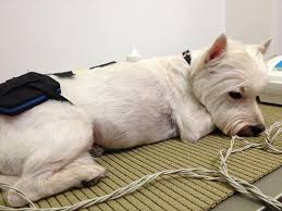 Tratamento com Ozônio em caso de Síndrome do Granuloma Lepróide Canino (relato de caso)